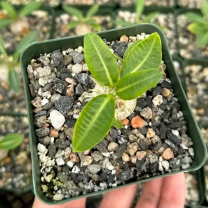 Brevicaule Succulent Live Plant - Rare Caudex Plant, 4