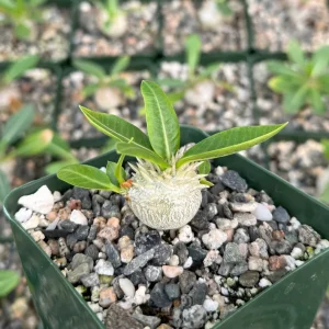 Brevicaule Succulent Live Plant - Rare Caudex Plant, 4" Pot, Indoor - Image 1