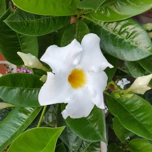 Bride's Cascade Mandevilla Live Plants - 2 Pack, 5-9" White Rocktrumpet Vine - Image 2