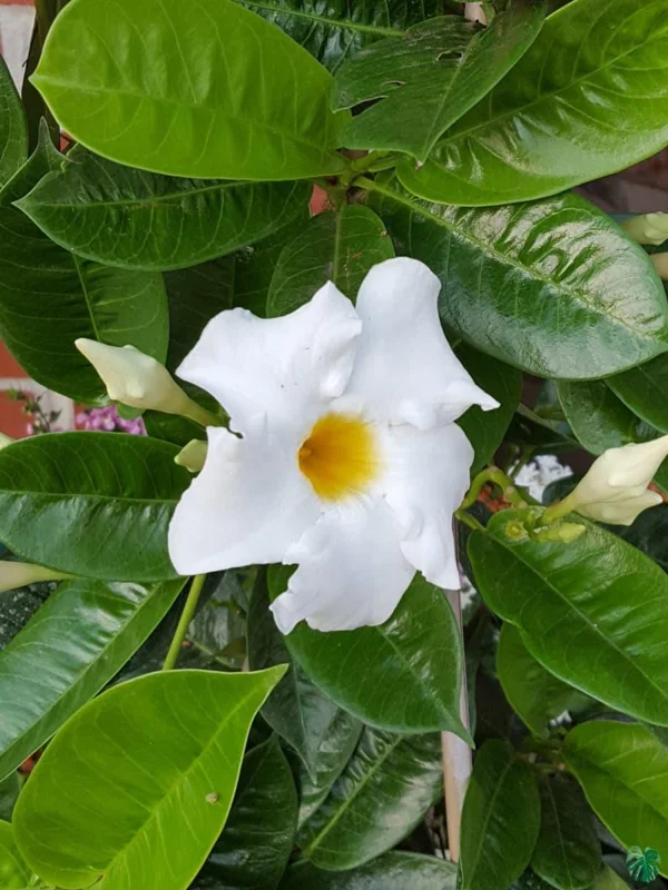 Bride's Cascade Mandevilla Live Plants - 2 Pack, 5-9" White Rocktrumpet Vine - Image 2