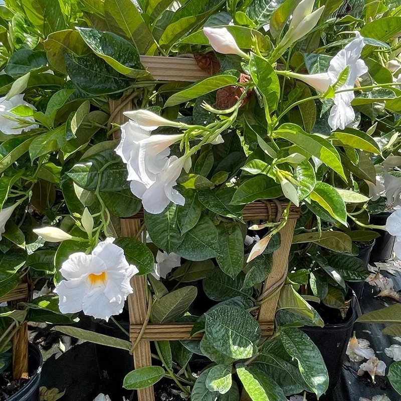 Bride's Cascade Mandevilla Live Plants - 2 Pack, 5-9" White Rocktrumpet Vine - Image 3