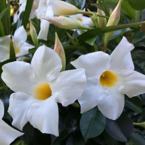 Bride's Cascade Mandevilla Live Plants - 2 Pack, 5-9" White Rocktrumpet Vine - Image 1