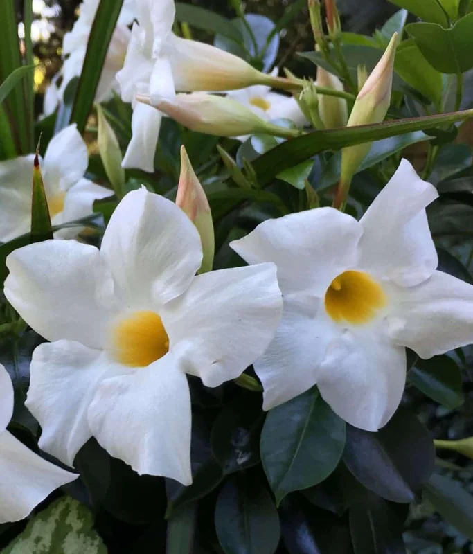 Bride's Cascade Mandevilla Live Plants - 2 Pack, 5-9" White Rocktrumpet Vine - Image 1