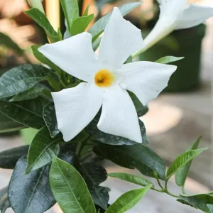 Bride's Cascade Mandevilla Live Plants - 2 Pack, 5-9
