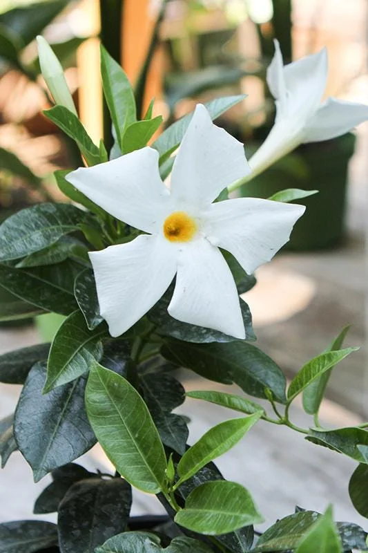 Bride's Cascade Mandevilla Live Plants - 2 Pack, 5-9" White Rocktrumpet Vine - Image 4