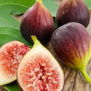 Brown Turkey Fig Tree – Live Plant – 12-14 inches Tall – Half Gallon Pot - Image 1