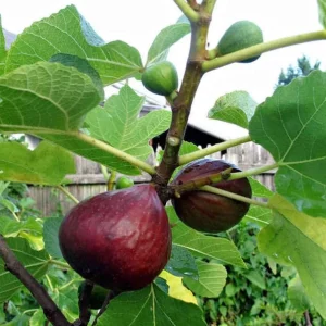 Brown Turkey Fig Tree Live Plant – 2ft Tall in 1 Gallon Pot – Outdoor Fruit Tree - Image 1