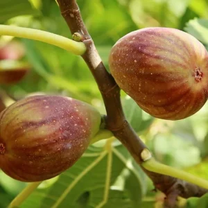 Brown Turkey Fig Tree Live Plant – 2ft Tall in 1 Gallon Pot – Outdoor Fruit Tree - Image 2