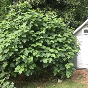 Brown Turkey Fig Tree Live Plant - 5-9