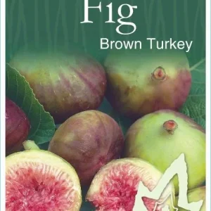 Brown Turkey Fig Tree Live Plant - 5-9