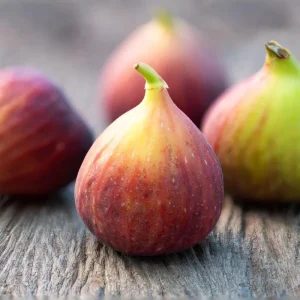 Brown Turkey Fig Tree Live Plant - 5-9