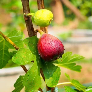 Brown Turkey Fig Tree Live Plant - 5-9
