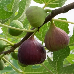 Brown Turkey Fig Tree Live Plant - 5-9