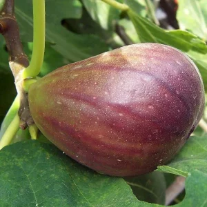 Brown Turkey Fig Tree Live Plant - Fruiting Ficus Carica - Outdoor Edible - Image 3