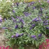 Buddleia 'Pugster Blue' Butterfly Bush Live Plant 5-7 Inch, 3x4 Inch Pot, Outdoor - Image 1