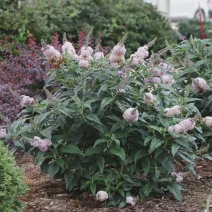 Buddleia Pugster Sorbet Live Plant - Compact Butterfly Bush, 3-5 Inch Starter - Image 2