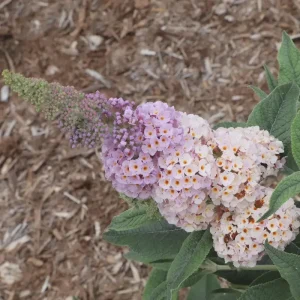 Buddleia Pugster Sorbet Live Plant - Compact Butterfly Bush, 3-5 Inch Starter - Image 1