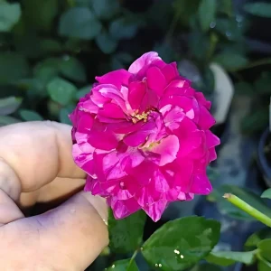 Burlesque Climbing Rose Live Plant – 4 Inch Pot Size – Outdoor Climbing Rose for Trellis - Image 1
