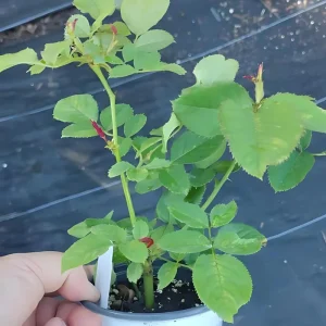 Burlesque Climbing Rose Live Plant – 4 Inch Pot Size – Outdoor Climbing Rose for Trellis - Image 6