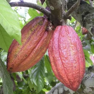 Cacao Live Plant – Theobroma Cacao – 1 Gallon Pot – Indoor/Outdoor - Image 2