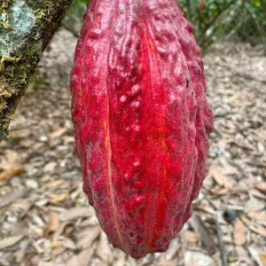 Cacao Live Plant – Theobroma Cacao – 1 Gallon Pot – Indoor/Outdoor - Image 1