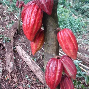Cacao Tree Live Plant - 8-10in Tall Theobroma cacao, Half Gallon Pot - Image 2