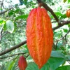Cacao Tree Live Plant - 8-10in Tall Theobroma cacao, Half Gallon Pot - Image 1