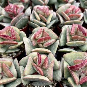 Calico Hearts Succulent Live Plant - Adromischus Triflorus 3 inch Pot - Image 2
