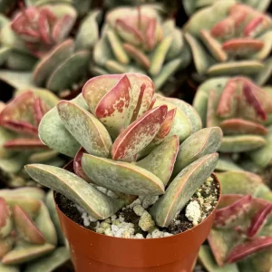 Calico Hearts Succulent Live Plant - Adromischus Triflorus 3 inch Pot - Image 1