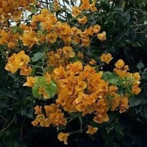 California Gold Bougainvillea Live Plant - 2 Yellow Starter Plants - Outdoor - Image 2