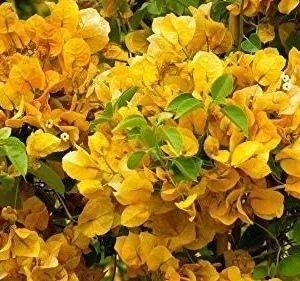 California Gold Bougainvillea Live Plant - 2 Yellow Starter Plants, Outdoor Vine - Image 3