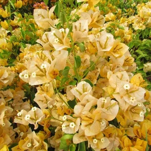 California Gold Bougainvillea Live Plant - 2 Yellow Starter Plants - Outdoor - Image 4