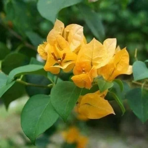 California Gold Bougainvillea Live Plant - 2 Yellow Starter Plants - Outdoor - Image 5