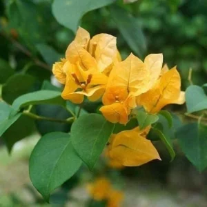 California Gold Bougainvillea Live Plant - 2 Yellow Starter Plants, Outdoor Vine - Image 5
