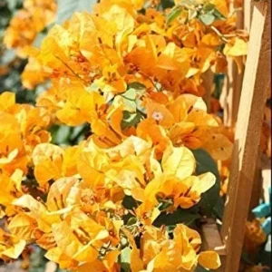 California Gold Bougainvillea Live Plant - 2 Yellow Starter Plants, Outdoor Vine - Image 1