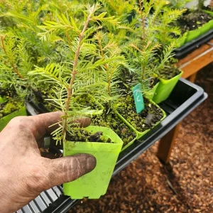 California Redwood Tree - Live Conifer Evergreen Plant in 3 inch Pot - Image 1