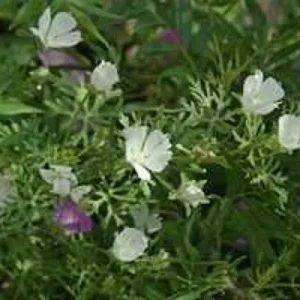 Callirhoe Alcaeoides 'Logan Calhoun' White Winecups Perennial Live Starter Plant, 2.5x3.5in Pot, Outdoor - Image 1