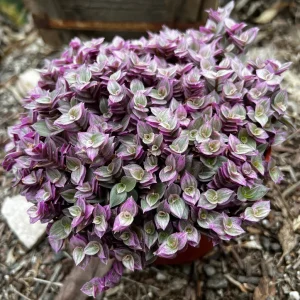 Callisia Repens Pink Lady Live Plant - Easy Care Houseplant in 2" 4" 6" Pot - Image 2