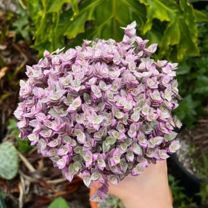 Callisia Repens Pink Lady Live Plant - Easy Care Houseplant in 2" 4" 6" Pot - Image 1