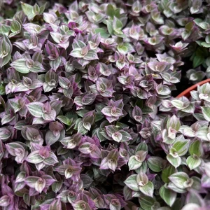 Callisia Repens Pink Lady Live Plant - Easy Care Houseplant in 2