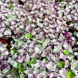 Callisia Repens Pink Lady Live Plant - Easy Care Houseplant in 2