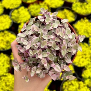 Callisia Repens Pink Lady Live Plant - Easy Care Houseplant in 2