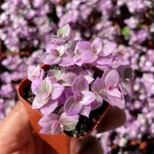 Callisia Repens Pink Lady Live Plant - Easy Care Houseplant in 2