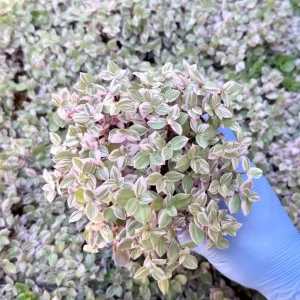 Callisia Repens Pink Panther Live Plant - Turtle Vine Indoor Houseplant - Image 2