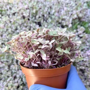 Callisia Repens Pink Panther Live Plant - Turtle Vine Indoor Houseplant - Image 3