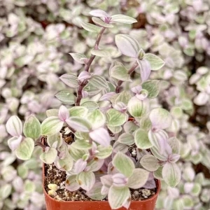 Callisia Repens Pink Panther Live Plant - Turtle Vine Indoor Houseplant - Image 4
