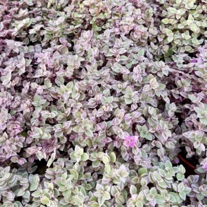 Callisia Repens Pink Panther Live Plant - Turtle Vine Indoor Houseplant - Image 5