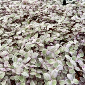 Callisia Repens Pink Panther Live Plant - Turtle Vine Indoor Houseplant - Image 1