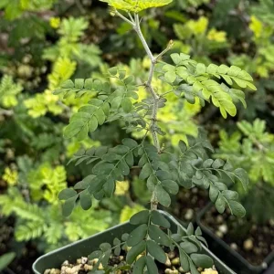 Camel Thorn Tree Live Plant - Acacia Erioloba - 4 inch Pot - Outdoor - Image 2