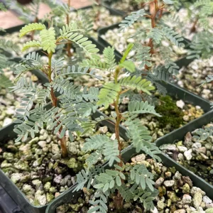 Camel Thorn Tree Live Plant - Acacia Erioloba - 4 inch Pot - Outdoor - Image 3